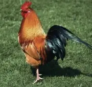 Chicken Antibiotic
