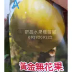 黃金無花果 無花果苗 無花果 黃色無花果 水果苗(新品水果苗場)