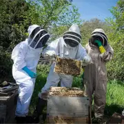 Beekeeping Suit Professional Anti Bee Protective Equipment with Long Gloves and Veil Hood for Beekeeper-XL