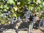 Buy Grape Cabernet Sauvignon (Fruits Midway) Vine - Vitis vinifera