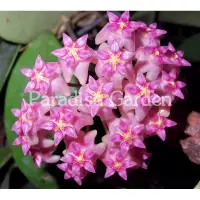 在飛比找蝦皮購物優惠-【天堂花園 Paradise Garden】粉全日香Hoya