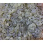 【EZ蝦坊】冷凍餌料-天空藍魔破壞者螯蝦（買5送1）