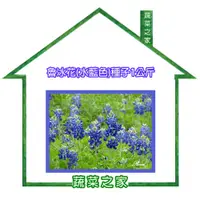 在飛比找蝦皮商城精選優惠-【蔬菜之家滿額免運】花海專用00H05-1魯冰花(水藍色)種