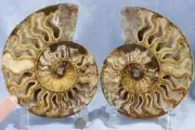 Large Ammonite Great Crystal Cavity 110myo Dinosaur age FOSSIL 162mm 6.5" 4285dd