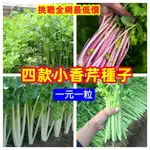 🔥【小香芹種子】四款小香芹種子 四季蔬菜種植 庭院陽台農田種植 菜籽 芹菜 菜園種子 超高發芽率 一元一粒 盆栽地栽