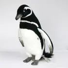 HANSA Stuffed Toy 7083 Magellanic Penguin 22 MAGELLANIC PENGUIN