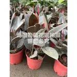 ☆萬花叢★喬木植物【黑金剛橡膠樹】★8吋盆★高約30-50CM☆(無法超取)