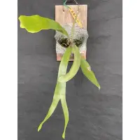 在飛比找Yahoo!奇摩拍賣優惠-鹿角蕨-普鹿X爪哇-水耕植物-療癒植物-文青植物、蕨類植物、