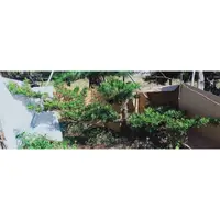 在飛比找蝦皮商城精選優惠-收據 土球出貨 常綠植物 松柏植物 庭園景觀樹 飄型羅漢松 