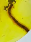 Fossil amber Insect burmite Burmese Cretaceous Millipede Beetle Insect Myanmar