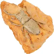 ROMISBABA Paleontological Insect Specimen Ornament Lightweight Decorative Collection for Teaching Display Present for Insect Paleontology Enthusiasts Portable Design