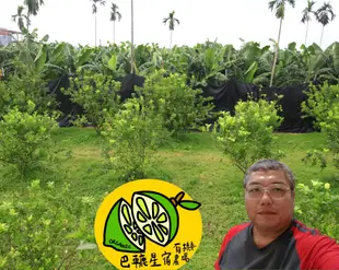 屏東九如 有機檸檬(1斤 600g) 草生栽培