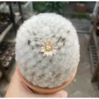 在飛比找蝦皮購物優惠-｜白雲高砂｜種子｜仙人掌｜Mammillaria bocas