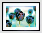 86591 FLOWERS TULIP ABSTRACT COOL PETAL BLUE MOUNT Decor Wall Print Poster