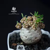 在飛比找蝦皮購物優惠-SL’s 植物園-峨眉山Euphorbia cv. Cock