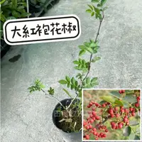 在飛比找蝦皮購物優惠-田尾玫瑰園 l 大紅袍花椒苗、花椒植物【五吋黑軟盆 高度約4