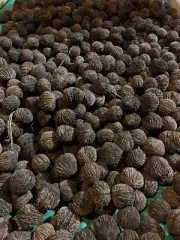 Large Kentucky Organic Wild Black Walnuts In Shell, Harvested October 2022