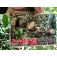 在飛比找蝦皮購物優惠-花田厝_常綠喬木_后大埔石櫟_-後大埔石櫟-煙斗石櫟(無法超