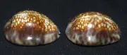 35 mm 2 Pcs Cypraea Depressa Gray Seashell Sea Shell Phuket Thailand Shell