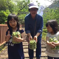 在飛比找蝦皮購物優惠-[南投]採青梅/甜柿體驗-九芎坪果園