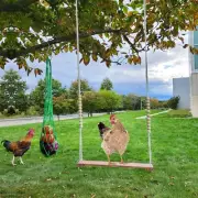 Chicken Swing 3 Pack Chicken Toys Set, Chicken Feeder for Hens,
