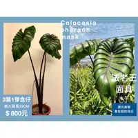 在飛比找蝦皮購物優惠-【鹿過植栽】法老王面具 水芋 colocasia phara