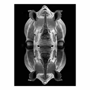 Rhino Canvas Print