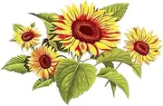 DOTUIARG 30cm(11.81 Inch) Sunflower Bouquet Hand-Painted Flower Sticker for Kid's Bedroom Toilet Frige Decal Removable Decor Decals