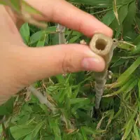 在飛比找蝦皮購物優惠-袖珍竹子 多款矮化毛竹種子 四方竹 巨龍竹 當季新種子 多年