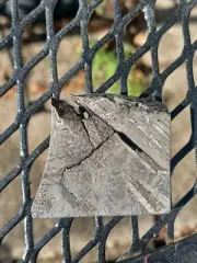 Aletai meteorite slice, etched