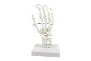 Hand Joint Anatomical Skeleton Model Human Anatomy Study Tool