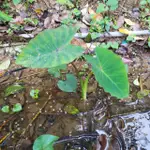 大甲檳榔心芋頭苗 芋頭苗