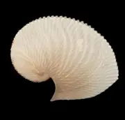 Sea shells Argonauta argo 213mm Rare size Aquarium Decoration Products