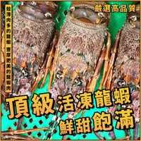 在飛比找蝦皮購物優惠-【潮鮮世代】活凍頂級龍蝦／500~600g／野生龍蝦／小青龍