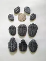 Trilobite fossils, elrathia kingii, parcel of 10 Utah
