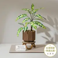 在飛比找蝦皮商城優惠-知音文創 迷彩粗勒草紙模型 紙植栽雷射材料包 DIY模型 植