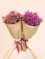 Waxflower Lucky Dip!