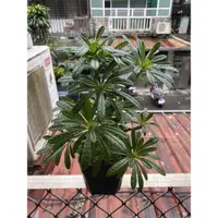 在飛比找蝦皮購物優惠-塊根植物 多肉植物 琉桑 索島巨琉桑 Dorstenia g