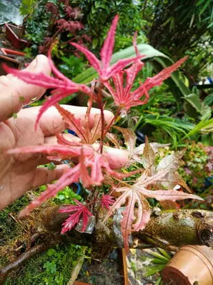 特殊少見漂亮的日本紅楓樹名字叫做天城時雨，老粗頭，造型相當漂亮葉子很特別陽光充足條件下長年葉子大部分都紅色葉脈很明顯免運