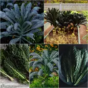 Kale - Black Toscana seeds