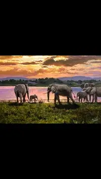 在飛比找Yahoo!奇摩拍賣優惠-北韓一級美術大象家族油畫