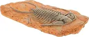 VILLFUL Decorative Insect Specimen Compact Paleontological Insect Ornament for Collection