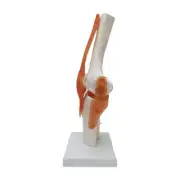 Knee Joint Model Flexible Skeleton Model Stable Base