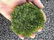 prefleur Preserved Pole Moss Pillow Bun Cushion Natural Green Decorative Real Natural Green DIY Kit Gardenning Art Wall Decor Florist Decor Easter Table Decor Wedding(1.5 sq.ft, Green-A)