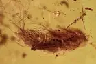 BRISTLY MILLIPEDE Synxenidae & More Fossil Genuine BALTIC AMBER + HQ Pic 180118