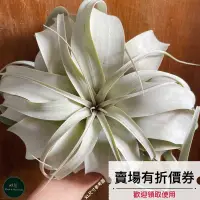 在飛比找蝦皮購物優惠-植藝-【特價免運】霸王鳳 ✧霸氣好養✧ T. xerogra