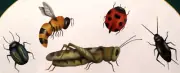 American Traditional Stencils 2001 Pattern 5 DIFFERENT BUGS Multiple Overlays