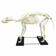 Model Canine Skeleton Standard Size Dog Display Lab Study Veterinary Animal