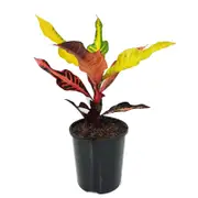 70mm Croton Tanimbar - Codiaeum variegatum