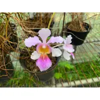 在飛比找蝦皮購物優惠-卓錦萬代蘭 Vanda Miss Joaquim鐵釘蘭 鳳蝶